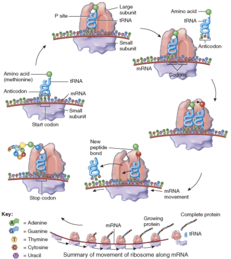 Where would you see this occur?   A)  nucleus B)  cytoplasm C)  smooth endoplasmic reticulum D)  all of these choices E)  none of these choices