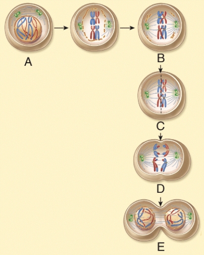 In the diagram, which one represents anaphase?   A)  A B)  B C)  C D)  D E)  E