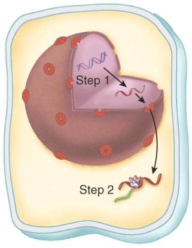 What process does Step 1 in this figure represent?   A)  transcription B)  cytokinesis C)  mitosis D)  translation E)  organelle digestion