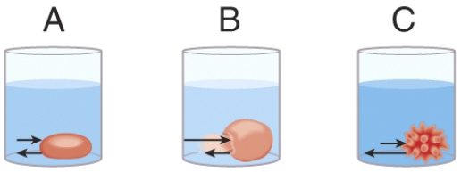 In the diagram, which one represents a hypotonic solution?   A)  A B)  B C)  C D)  Both B and C E)  All of these choices