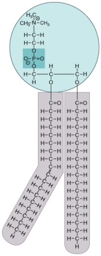 What is this molecule, where can it be found in a eukaryotic cell and what are the special properties of this molecule?  
