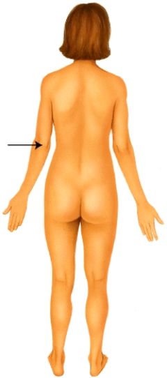 <strong>Which of the following anatomical terms best describes the indicated region?  </strong> A) popliteal B) mental C) crural D) olecranal E) occipital <div style=padding-top: 35px> 