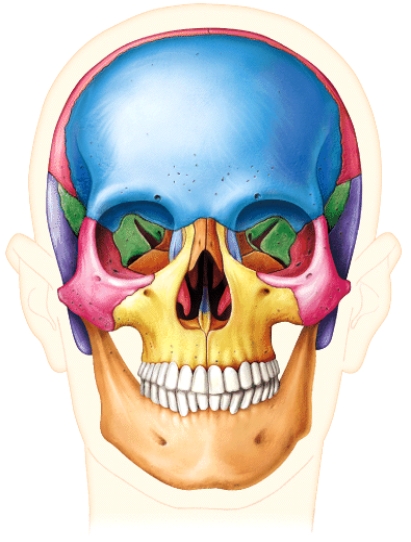 Which term best describes the view shown in this image of the human skull?   A)  anterior B)  medial C)  posterior D)  ipsilateral E)  lateral