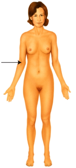 <strong>Which of the following anatomical terms best describes the indicated region?  </strong> A) otic B) popliteal C) antecubital D) olecranal E) occipital <div style=padding-top: 35px> 