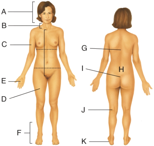 Where on the diagram is the femoral area?   A)  D B)  E C)  F D)  J E)  K