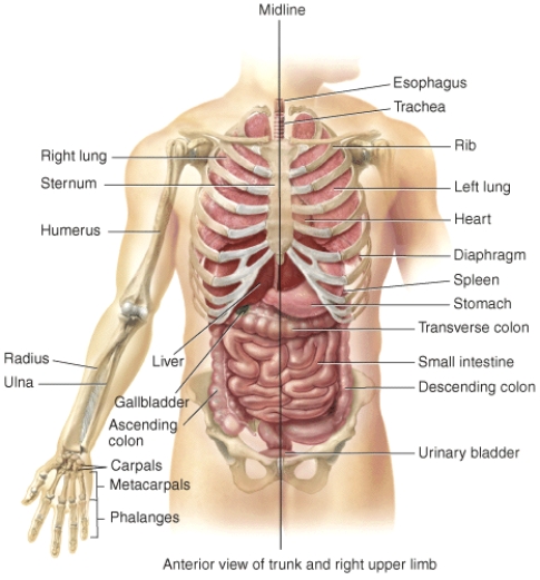The gallbladder is ___ to the sternum.   A)  superficial B)  medial C)  proximal D)  distal E)  inferior