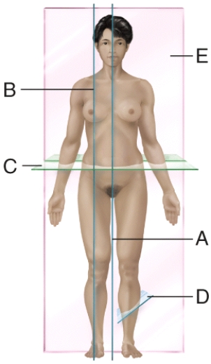 Which plane is transverse?   A)  A B)  B C)  C D)  D E)  E