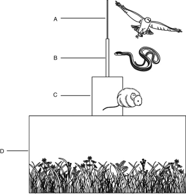   The figure above shows an ecological pyramid. Which level of this pyramid contains the primary producers? A)  A B)  B C)  C D)  D E)  C and D