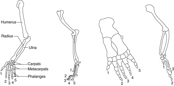   The figure above shows the skeletal structure of the forelimbs of several vertebrates. Because these skeletal elements are similar in form and are believed to have evolved from a common ancestral structure, they are said to be A)  analogous. B)  heterologous. C)  vestigial. D)  homologous. E)  nonfunctional.
