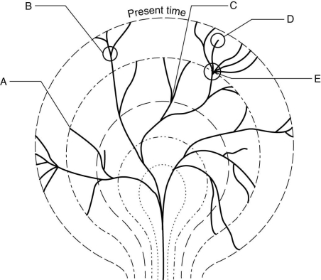   The figure above shows an evolutionary tree. At which of the following locations does this map indicate extinction? A)  A and D B)  B and C C)  C and D D)  D and E E)  B, C, and E