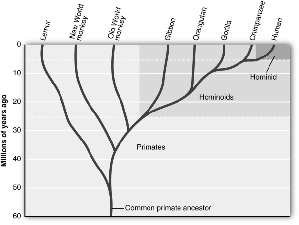   Based on the figure above, which one of the following groups is most closely related to humans? A)  gorillas B)  Old World monkeys C)  orangutans D)  chimpanzees E)  New World monkeys