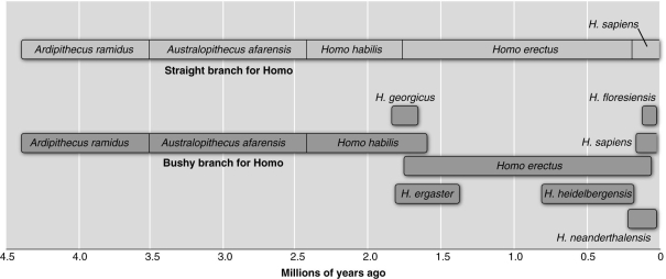   Based on the figure above, which one of the following appears to be in the direct ancestral path of modern humans? A)  Homo heidelbergensis B)  Australopithecus afarensis C)  Homo ergaster D)  Homo neanderthalensis E)  Homo floresiensis
