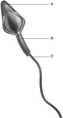   The figure above shows a human sperm. Which part of the sperm contains the most mitochondria for generating ATP? A)  A B)  B C)  C D)  A and B E)  B and C