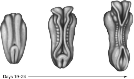   The figure above shows the development of the human embryo during days 19-24. Which of the following organs forms from the ectodermal folds of the embryo? A)  stomach and small intestine B)  kidneys, ureters, and bladder C)  heart D)  liver E)  brain and spinal cord