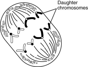   Which one of the following stages of mitosis is shown in the figure above, and which stage comes next? A)  anaphase, telophase B)  telophase, anaphase C)  prophase, anaphase D)  metaphase, anaphase E)  metaphase, telophase