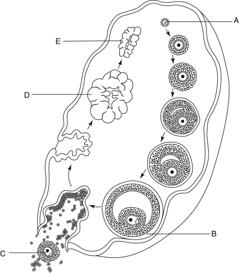   Which one of the following stages in the figure above occurs due to a surge of LH midway through the ovarian cycle? A)  A B)  B C)  C D)  D E)  E