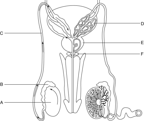   Using the figure above, match each organ (A-F) to its description. -gland that secretes an alkaline fluid as part of the semen