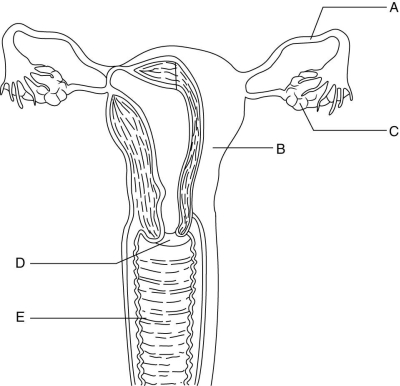   Using the figure above, identify the organs of the female reproductive system. -The cervix is indicated by letter ________.
