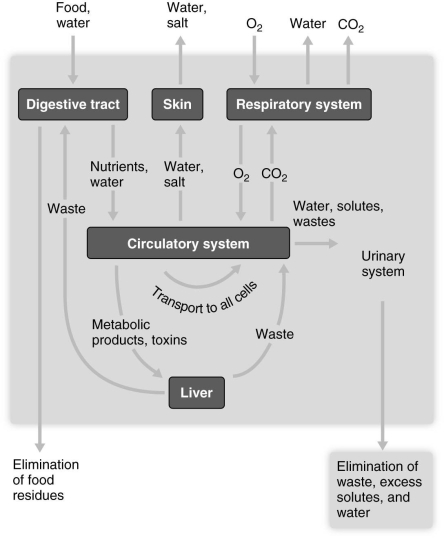 <strong>  Using the figure above, answer this question. All of the following directly excrete wastes out of the body EXCEPT which one? A) digestive tract B) circulatory system C) respiratory system D) integumentary system E) urinary system Answer: B Topic: Sec. 15.1 Bloom's: Remembering/Understanding LO: 15.1a GLO: G1 The kidneys function to maintain homeostasis in all of the following ways EXCEPT which one?</strong> A) regulating blood volume B) controlling salt balance in body fluids C) exchanging blood gases D) regulating blood pressure E) regulating vitamin D <div style=padding-top: 35px> 