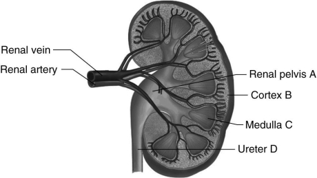   Using the figure above, identify in which one of the following locations a nephron would be found. A)  A B)  B C)  C D)  D E)  B and C Answer: E Topic: Sec. 15.3 Bloom's: Remembering/Understanding LO: 15.3a GLO: G1 -Consider a red blood cell traveling in the renal artery. It passes through several different functional vessels before entering the renal vein. Consider the vessels listed below. Which one of the following answers lists the CORRECT order in which the red blood cell passes through these vessels? 1. peritubular capillaries 2)  efferent arteriole 3)  afferent arteriole 4)  glomerulus 5)  renal vein A)  1, 2, 3, 4, 5 B)  3, 4, 2, 1, 5 C)  3, 2, 4, 1, 5 D)  2, 1, 3, 4, 5 E)  4, 3, 2, 1, 5