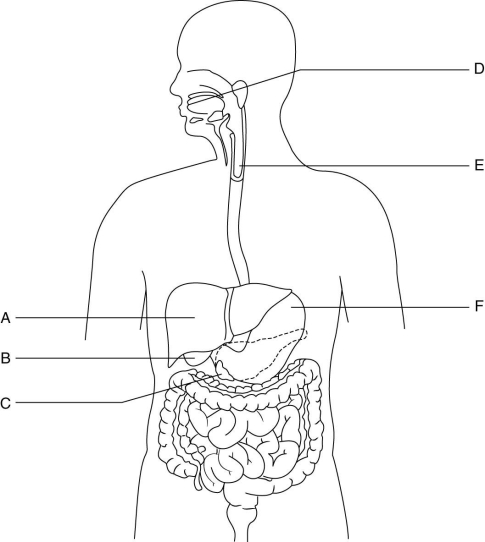   The figure above shows the organs of the digestive system (labeled A-F). Match each organ to its function. -releases bile into the duodenum