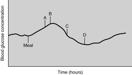 Match each event labeled on the graph with the description of what is occurring in relation to blood glucose levels.   -glucagon secretion is inhibited