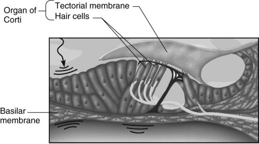   The structure shown in the figure above is found in which one of the following? A)  skin B)  inner ear C)  retina D)  middle ear E)  vestibulocochlear nerve