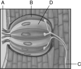   Using the figure above, match the structures of a taste bud with the regions (A-D)  identified on the figure. -supporting cell A) D B) A C) C D) B