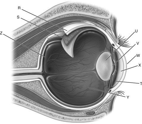   Using the figure above, identify the structures of the eye. -Label R represents the ________. A) pupil B) vitreous humor C) iris D) aqueous humor E) sclera F) cornea G) lens H) retina I) choroid