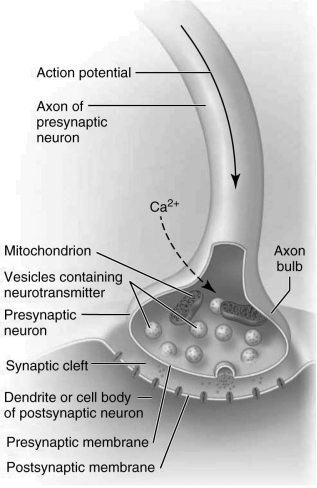 Which One of the Following Processes is Depicted in the Figure | Biology+