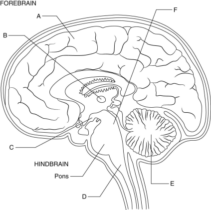   The figure above shows a sagittal section through the brain. Match each labeled part (A through F) of the brain with its function. -controls heart rate and blood pressure, as well as sneezing and swallowing reflexes; motor nerves from one side of the forebrain cross to the opposite side of the body