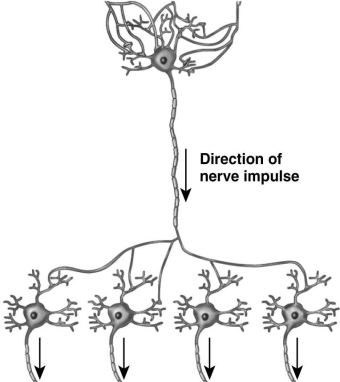   Depicted in the figure above, ________ is a type of neural information processing where an action potential is transmitted from one cell to many cells.