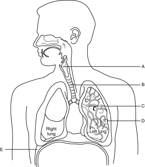   The figure above shows the components of the respiratory system. Match each labeled structure (A-E) to its description. -Contraction of this structure causes it to flatten out, increasing lung volume.