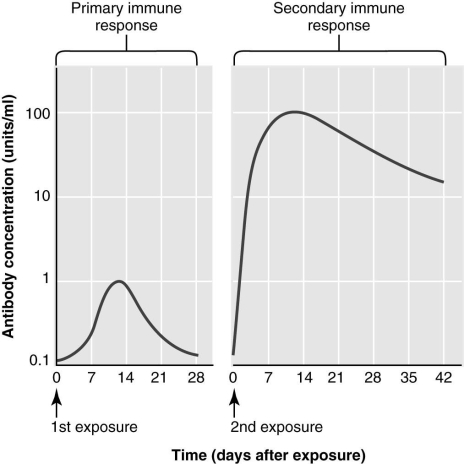   The figure above illustrates antibody titers produced during a primary and secondary immune response. All of the following statements about the primary and secondary immune response are correct EXCEPT which one? A)  Antibody is produced at a much higher rate during the secondary immune response. B)  The antibody level produced in the secondary response is three times greater than that produced during the primary immune response. C)  There is a lag time between antigen exposure and antibody production in the primary immune response that is not seen in the secondary immune response. D)  The difference between the two responses is due to the presence of memory cells during the secondary response. E)  Antibody levels stay elevated for a longer time following a secondary response.