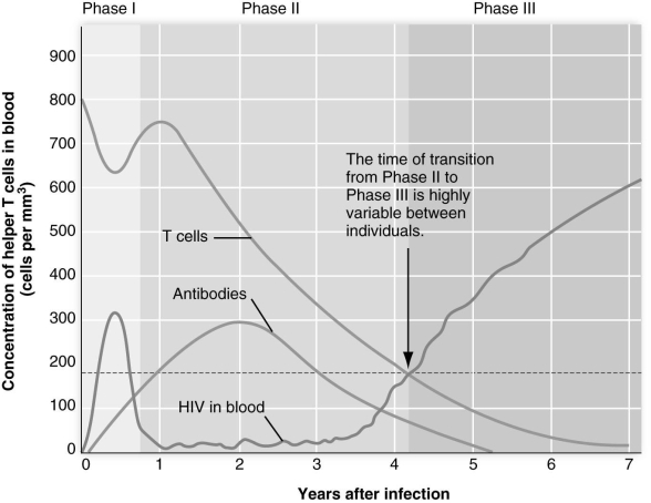   Referring to the figure above, the progression from Phase II HIV infection to Phase III is marked by A)  a high fever and swollen lymph nodes. B)  a drop in the helper T cell count to less than 200/mm<sup>3.</sup> C)  the complete absence of antibodies to HIV. D)  decreasing HIV in the blood. E)  helper T cell numbers recovering from an initial drop.