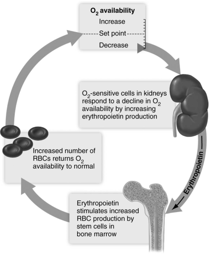   Based on information in the figure above, why do individuals with kidney disease sometimes become anemic? A)  The diseased kidneys destroy circulating red blood cells. B)  The diseased kidneys do not secrete adequate erythropoietin. C)  Excessive red blood cells are lost in the urine due to leaky filtration in the diseased kidneys. D)  Kidney disease spreads to the bones and interferes with red blood cell production.