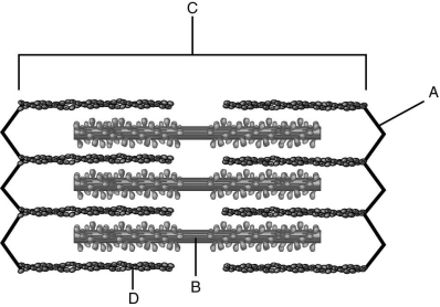   Using the figure above, identify the parts of the sarcomere. -Label A represents a(n)  ________. A) actin filament B) myosin filament C) Z-line D) sarcomere