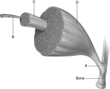  Using the figure above and labels A through D below, identify the structures indicated. -Structure A is a(n)  ________. A) tendon B) fascicle C) whole muscle D) muscle fiber