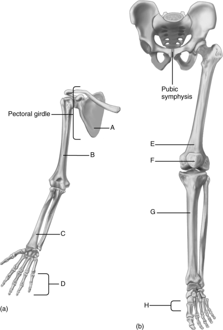  Using the figure above, identify the bones of the appendicular skeleton. -Label A represents the ________ bone. A) humerus B) patella C) radius D) metatarsals E) phalanges F) scapula G) tibia H) femur