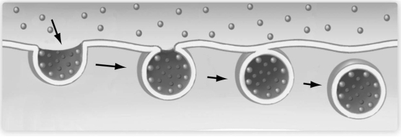   The accompanying figure shows a portion of the cell membrane. Which one of the following processes does it depict? A)  diffusion B)  endocytosis C)  facilitated diffusion D)  gated channels E)  exocytosis