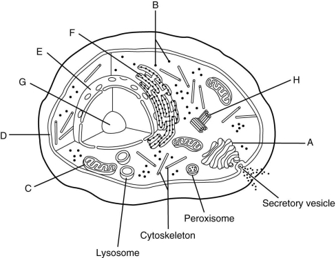   Using the accompanying figure, identify the organelles of a eukaryotic cell. -Label F represents a(n)  ________. A) mitochondrion B) centriole C) Golgi apparatus D) ribosome E) nucleolus F) plasma membrane G) endoplasmic reticulum H) nucleus