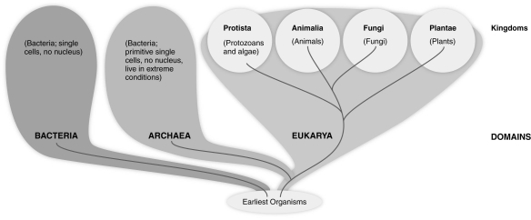   Based on the figure above, which group of organisms is most closely related to members of the Kingdom Animalia? A)  Protista B)  Fungi C)  Plantae D)  Bacteria E)  Archaea