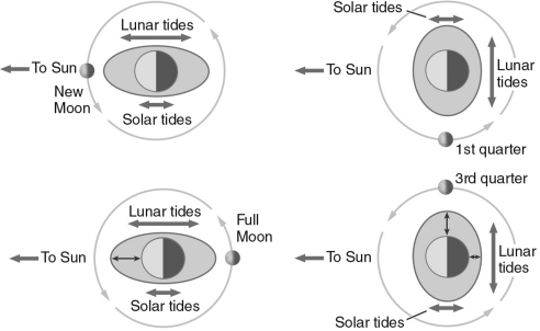 According to the figure below, when the Moon is in between Earth and the Sun, ________ tides occur.   A)  spring B)  no C)  neap D)  high E)  low