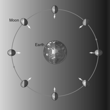 In the figure below, the person on the Moon is standing at the same location on the Moon as the Moon rotates around its own axis.Based on this, we see that the Moon's rotational period about its own axis is equal to   A)  Earth's rotational period. B)  half Earth's rotational period. C)  the Moon's orbital period. D)  half the Moon's orbital period. E)  Earth's orbital period around the Sun.