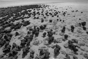 The image below shows an Australian shoreline.Which of the following forms of early life on Earth does it illustrate?   A)  stromatolites B)  fish colonies C)  eukaryotes D)  meteorites E)  fungi