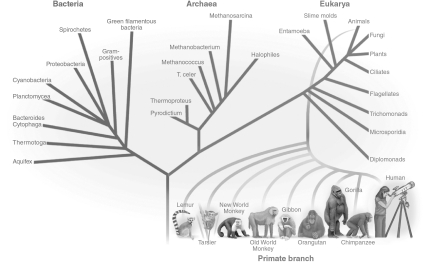 As seen in the figure below, evolution allows   A)  life to diversify into different species. B)  a species to revert to an earlier species, if beneficial. C)  organisms to become more complicated, but not more diverse. D)  different species to merge into one as time goes on. E)  organisms to become more diverse, but not more complex.