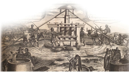 <strong> This engraving of laborers on a sugar plantation shows the .</strong> A) indentured servants from England processing sugar B) lack of advanced tools found on the typical sugar plantation C) need for cooler weather to raise sugar cane D) multiple steps involved in sugar production