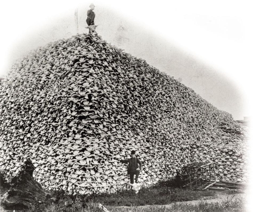   -What was the primary reason during the 1870s and 1880s for the staggering extermination of the buffalo, which reduced their population by nearly three million and resulted in massive piles of skulls sent to fertilizer plants? A)  preventing disruption to incoming trains B)  forcing the Plains Indians to become dependent on reservations C)  supplying the East with fashionable buffalo robes D)  organizing elaborate hunting parties for Eastern and European social elites