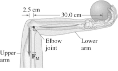 <strong>An athlete holds a 7.5-kg shot put in his hand with his lower arm horizontal, as shown in the figure. His lower arm has a mass of 2.8 kg and its center of gravity (or center of mass)is 12 cm from the elbow-joint pivot. How much force must the extensor muscle (which is \overrightarrow { \mathrm { F } } <sub>M</sub> in the figure)in the upper arm exert on the lower arm? </strong> A)100 N B)500 N C)1000 N D)1500 N