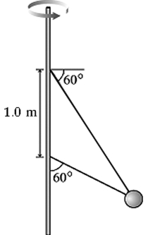 The figure shows two wires tied to a 3.3 kg sphere that revolves in a horizontal circle at constant speed. At this particular speed the tension is the SAME in both wires. What is the tension?   A)  24 N B)  32 N C)  44 N D)  22 N